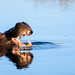 Hippo in Okavango Delta, Botswana • <a style="font-size:0.8em;" href="https://www.flickr.com/photos/21540187@N07/8294359392/" target="_blank">View on Flickr</a>