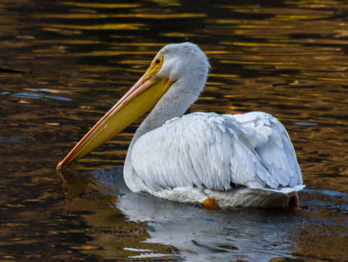 American White Pelican • <a style="font-size:0.8em;" href="http://www.flickr.com/photos/59465790@N04/8315924616/" target="_blank">View on Flickr</a>