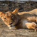 Lioness in Chobe National Park, Botswana • <a style="font-size:0.8em;" href="https://www.flickr.com/photos/21540187@N07/8294338938/" target="_blank">View on Flickr</a>