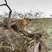 Leopard in Namibia • <a style="font-size:0.8em;" href="https://www.flickr.com/photos/21540187@N07/8292735628/" target="_blank">View on Flickr</a>