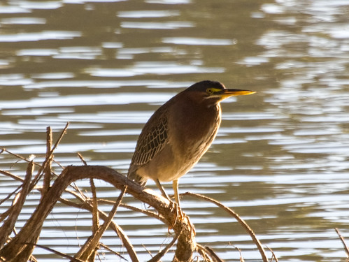Green Heron • <a style="font-size:0.8em;" href="http://www.flickr.com/photos/59465790@N04/8349023280/" target="_blank">View on Flickr</a>