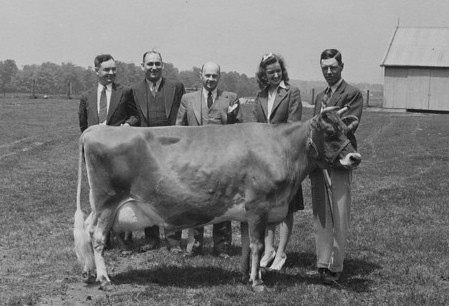 Earliest Jersey Cow Classified in Canada