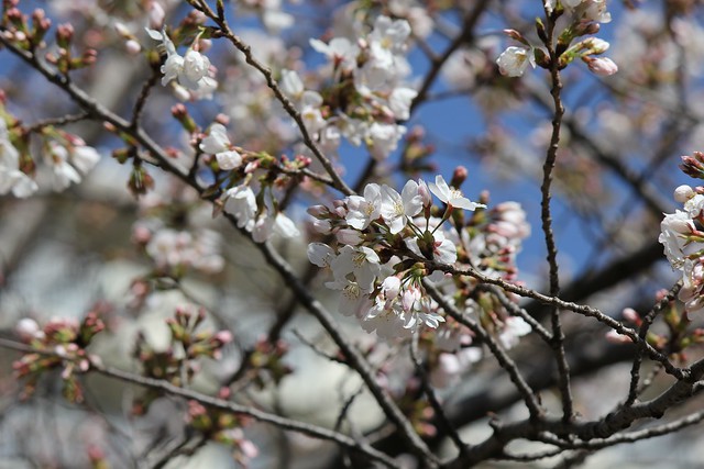 都営アパート前の公園の桜を撮影してみまし...