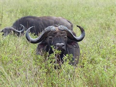 Cape buffalo in the Serengeti