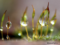 ... the elegance of moss after rain ...