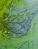 algae • <a style="font-size:0.8em;" href="http://www.flickr.com/photos/32763462@N05/8350831562/" target="_blank">View on Flickr</a>