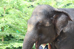 Private Tour: Elephant Orphanage Sanctuary Day Tour From Kuala Lumpur