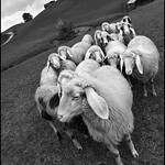 Twisted Sheeps