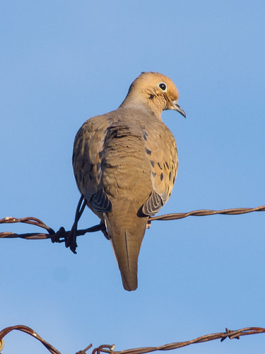 Mourning Dove • <a style="font-size:0.8em;" href="http://www.flickr.com/photos/59465790@N04/8477405893/" target="_blank">View on Flickr</a>
