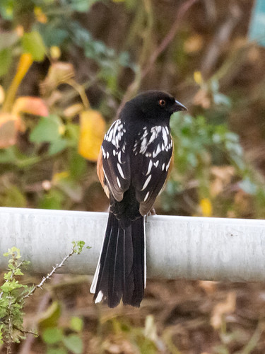 Spotted Towhee • <a style="font-size:0.8em;" href="http://www.flickr.com/photos/59465790@N04/8458456247/" target="_blank">View on Flickr</a>
