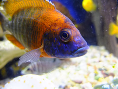 RED PEACOCK CICHLID