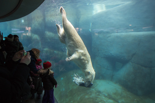 Polar Bear diving