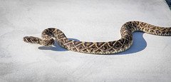Eastern Diamondback Rattlesnake by Photomatt28, on Flickr