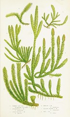 Anglų lietuvių žodynas. Žodis marsh fern reiškia marsh paparčio lietuviškai.