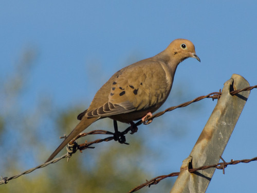 Mourning Dove • <a style="font-size:0.8em;" href="http://www.flickr.com/photos/59465790@N04/8478504530/" target="_blank">View on Flickr</a>