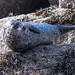 Grey Seal at Loch Scavaig Isle of Skye • <a style="font-size:0.8em;" href="https://www.flickr.com/photos/21540187@N07/8589746931/" target="_blank">View on Flickr</a>