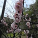 Les cerisiers en fleur