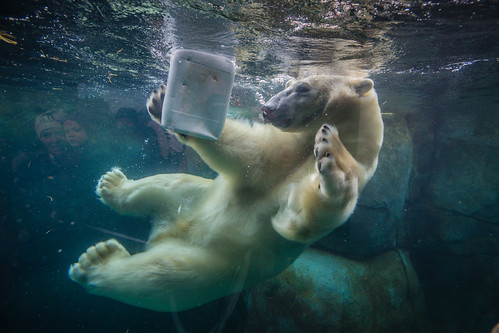 Polar Bear playing