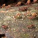 Atta colombica produces visible refuse dumps of spent fungus on the surface - these ants are carrying out the garbage, Barro Colorado Island.