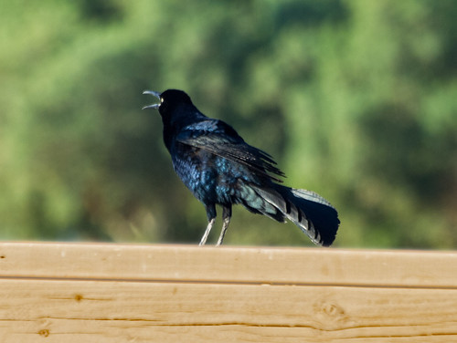 Great-tailed Grackle • <a style="font-size:0.8em;" href="http://www.flickr.com/photos/59465790@N04/8613043610/" target="_blank">View on Flickr</a>