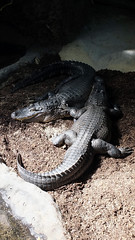 Anglų lietuvių žodynas. Žodis american alligator reiškia amerikos aligatorius lietuviškai.