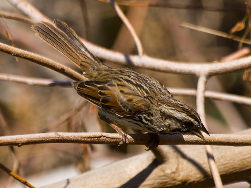 Song Sparrow • <a style="font-size:0.8em;" href="http://www.flickr.com/photos/59465790@N04/8671334964/" target="_blank">View on Flickr</a>