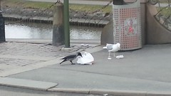 Crow and gull makes a mess