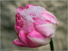 Tulipe sous la neige 2