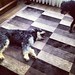 Jo e Joca #dog #viralata #cachorro #serranegra