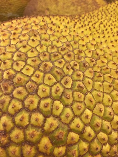 Jackfruit Closeup