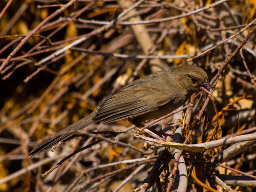 California Towhee • <a style="font-size:0.8em;" href="http://www.flickr.com/photos/59465790@N04/8671336862/" target="_blank">View on Flickr</a>