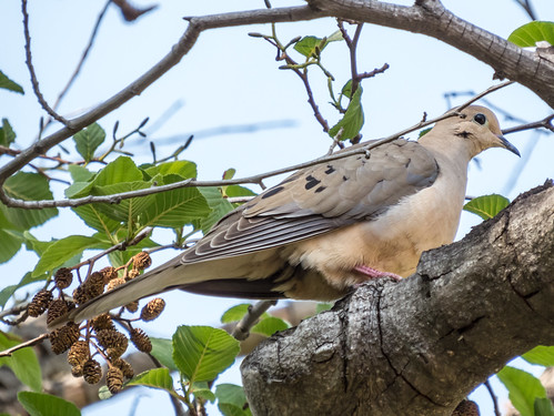 Mourning Dove • <a style="font-size:0.8em;" href="http://www.flickr.com/photos/59465790@N04/8673550117/" target="_blank">View on Flickr</a>