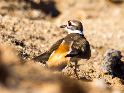 Killdeer • <a style="font-size:0.8em;" href="http://www.flickr.com/photos/59465790@N04/8707425229/" target="_blank">View on Flickr</a>