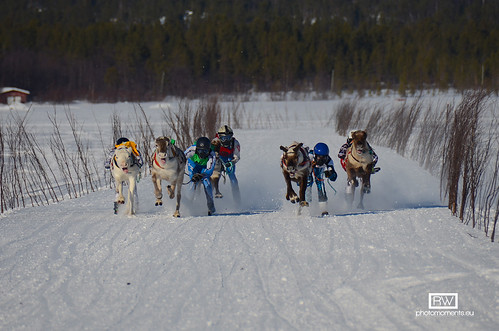 Reindeer race • <a style="font-size:0.8em;" href="http://www.flickr.com/photos/93920879@N06/8679212518/" target="_blank">View on Flickr</a>