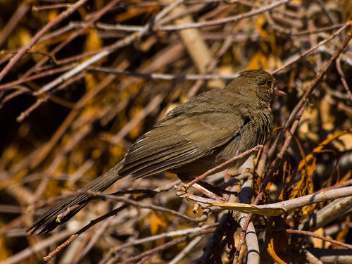 California Towhee • <a style="font-size:0.8em;" href="http://www.flickr.com/photos/59465790@N04/8671335982/" target="_blank">View on Flickr</a>