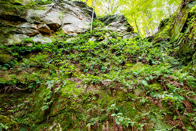 Fern Cliff Nature Preserve - October 5, 2016