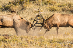 Elk bulls battle
