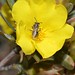 Buzz pollination