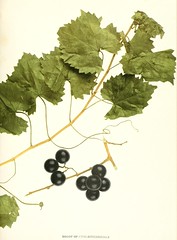 Anglų lietuvių žodynas. Žodis vitis rotundifolia reiškia <li>vitis rotundifolia</li> lietuviškai.