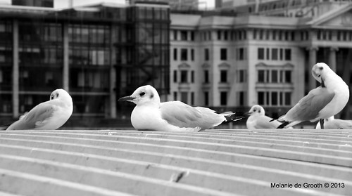 Seagulls at Bankside Ferry Station