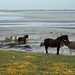 Aran donkeys, lotus sand flats East of Kilronan