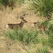 Fawn Mule Deer in Nevada