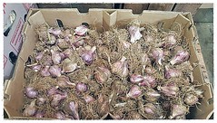 W36 Care-farmed Purple Garlic