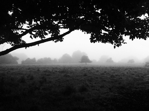 Morning Fog Emerging From Trees (A Guy Taking Pictures) light sunset wild summer wallpaper sky sun plant black france flower detail nature water field grass fog night contrast french landscape pc drops high interesting mac focus europe long all close darkness cross dynamic 5 4 foggy land greenery hay wallpapers pollen effect photostream edit iphone coign coigny iphone4 iphonemacro iphoneography