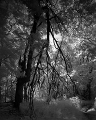 Deep Woods Infrared