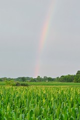 Rainbow field