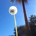 TDC 186 - dandelion tree • <a style="font-size:0.8em;" href="http://www.flickr.com/photos/32356442@N04/7559282172/" target="_blank">View on Flickr</a>