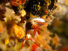 Nudibranch - Nembrotha rutilans