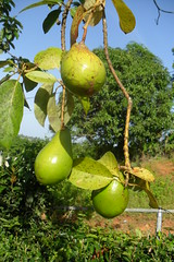 Anglų lietuvių žodynas. Žodis avocado tree reiškia avokadų medis lietuviškai.