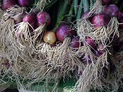 red onions roots